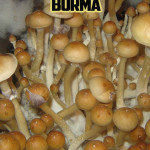 Psilocybe Cubensis Burma