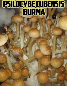 Psilocybe Cubensis Burma