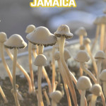 Panaeolus Jamaica