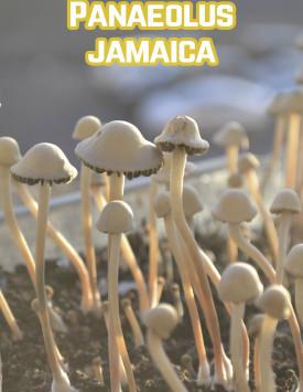 Panaeolus Jamaica