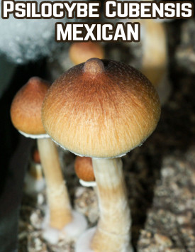 Psilocybe Cubensis Mexican