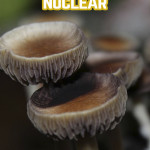 Psilocybe Cubensis Nuclear