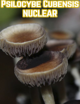 Psilocybe Cubensis Nuclear
