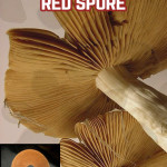 Psilocybe Cubensis Red