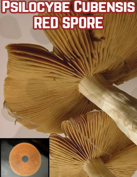 Psilocybe Cubensis Red