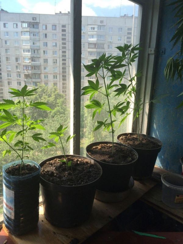 Как вырастить марихуану на окне ответственность семена конопли
