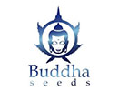 Budha Seeds