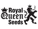 Royal Qeen Seeds