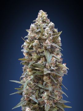 00 kush