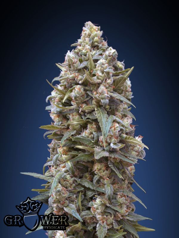 00 kush