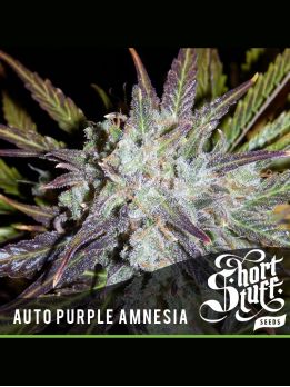Auto Purple Amnesia - Купить Семена конопли в интернет магазине GrowerSyndicate
