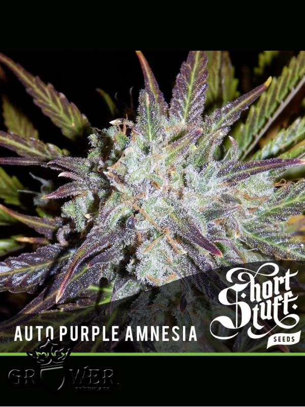 Auto Purple Amnesia