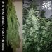 Auto Tha Shiznit
