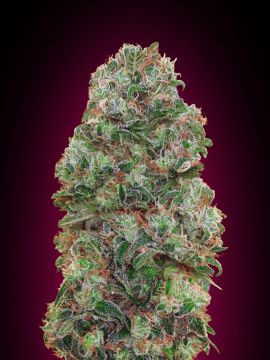 Bubble Gum