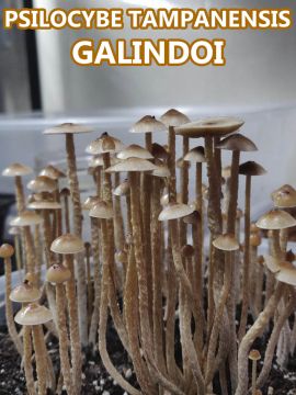 Psilocybe Tampanensis Galindoi - Купить Споры грибов в интернет магазине GrowerSyndicate