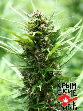 Ak Peace Auto