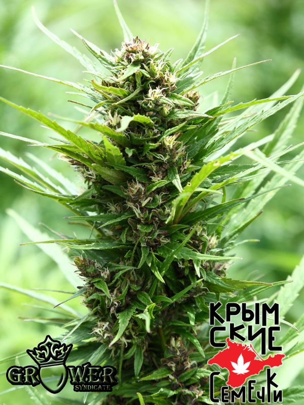 Ak Paz Auto