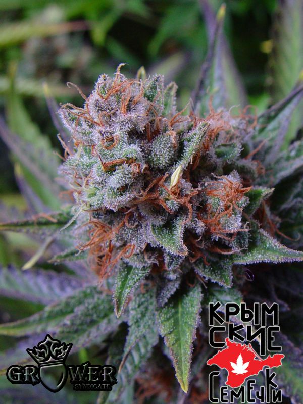 Bubblegum Blue