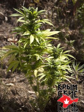 Crítico 420 Auto
