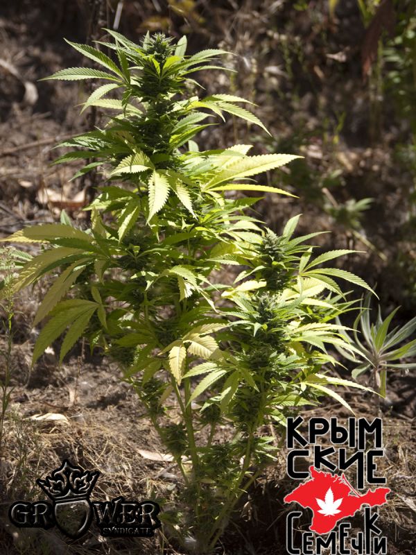 Crítico 420 Auto
