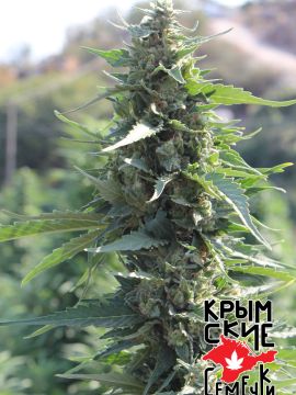 White Krim Widow