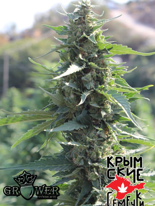 White Krim Widow
