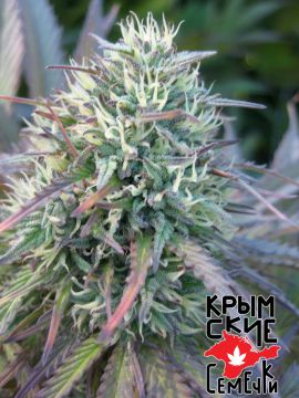 Yalta Kush