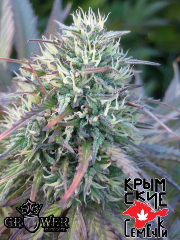 Yalta Kush