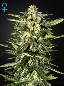 Jack Herer Auto