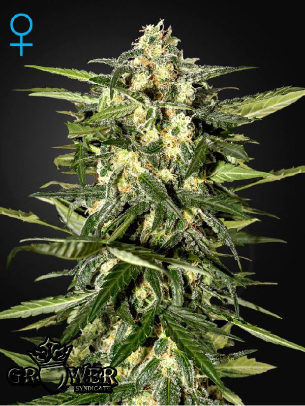Jack Herer Auto
