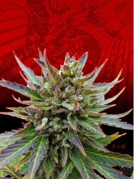 Kickass Auto (B.Lee Auto)