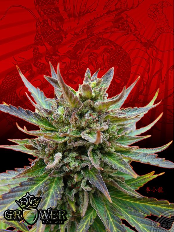Kickass Auto (B.Lee Auto) Kickass Auto (B.Lee Auto)