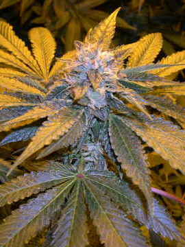 LA Confidential
