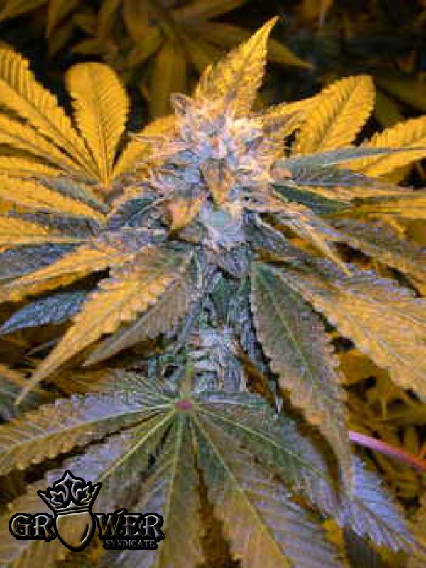 LA Confidential