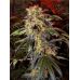 Montaña Kush