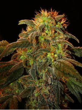 Montaña Kush