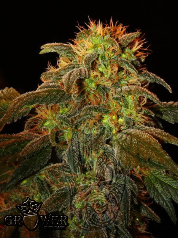 Montaña Kush