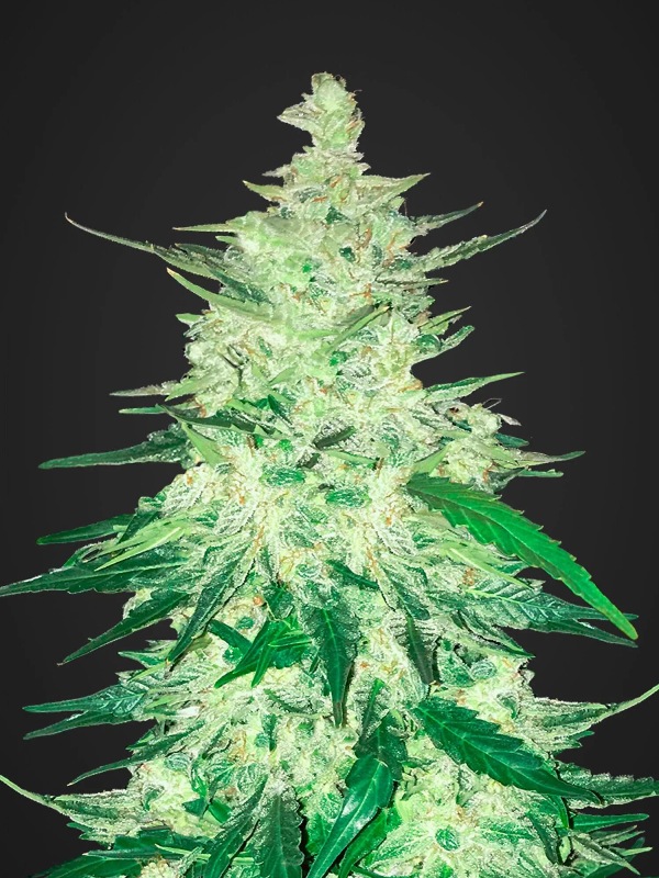 CBD Crack Auto Автоцветущие феминизированные CBD Crack Auto - Купить Автоцветущие феминизированные в интернет магазине GrowerSyndicate