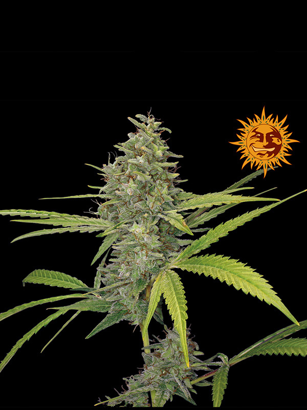 G13 Haze G13 Haze
