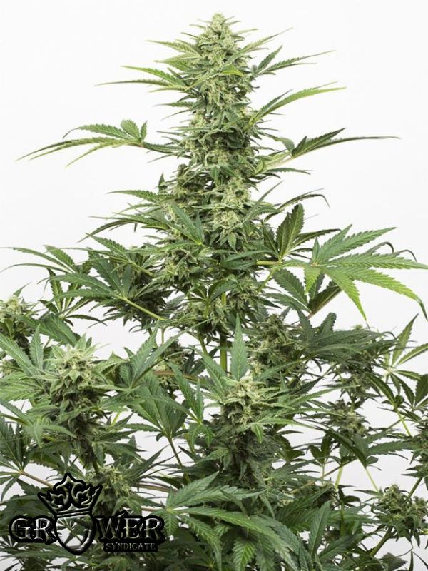 Industrial Plant Auto CBD Industrial Plant Auto CBD
