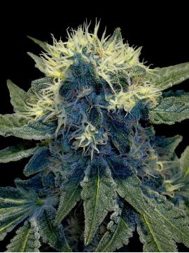 Sharksbreath