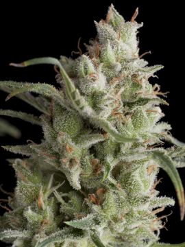 Super OG Kush