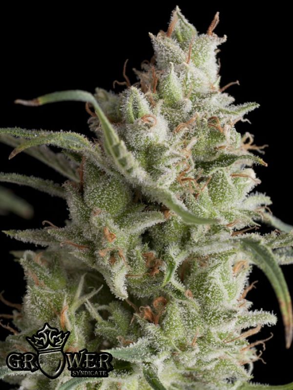 Super OG Kush