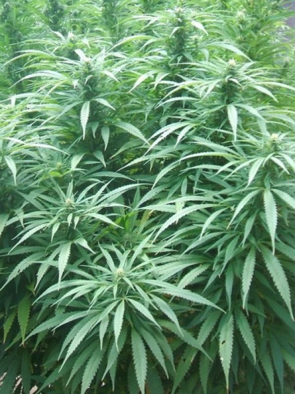 Куст марихуаны на огороде конопля женские особи