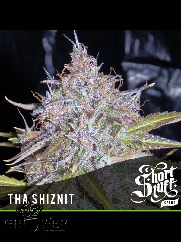 Auto Tha Shiznit