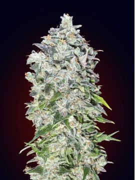 Auto 00 Kush