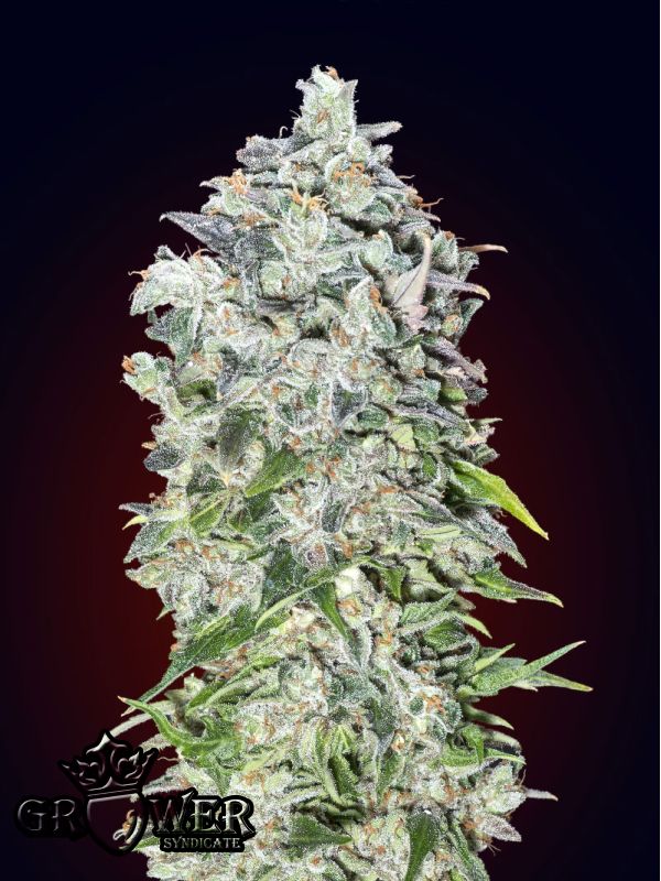 Auto 00 Kush