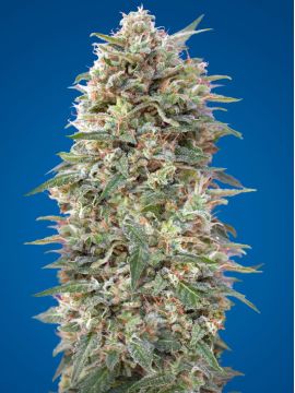 California Kush