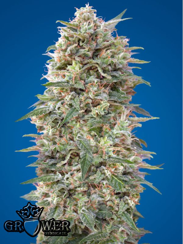 California Kush