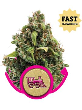 Candy Kush Express (Fast Version) - Купить Семена конопли в интернет магазине GrowerSyndicate